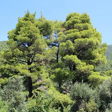 Elios Holidays Hotel Skopelos